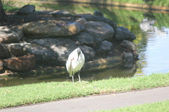 Threskiornis molucca