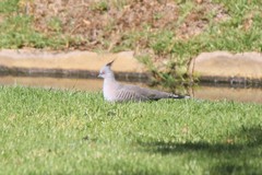 Ocyphaps lophotes