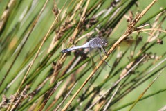 Orthetrum caledonicum