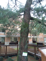Pinus luchuensis