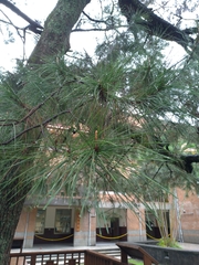 Pinus luchuensis