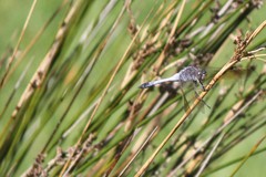 Orthetrum caledonicum