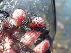 Eubranchipus neglectus