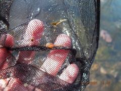 Eubranchipus neglectus