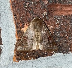 Cerastis tenebrifera