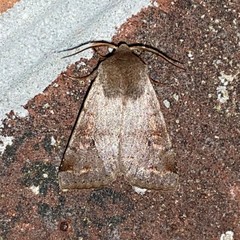 Cerastis tenebrifera