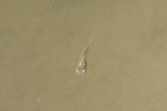 Gambusia holbrooki