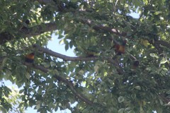 Trichoglossus moluccanus