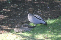 Chenonetta jubata