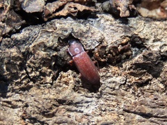 Idiobates castaneus