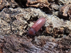 Idiobates castaneus