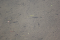 Gambusia holbrooki