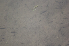 Gambusia holbrooki