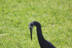 Egretta novaehollandiae