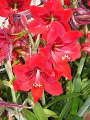Hippeastrum vittatum