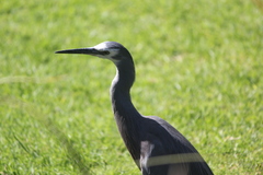 Egretta novaehollandiae