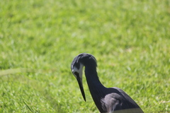 Egretta novaehollandiae