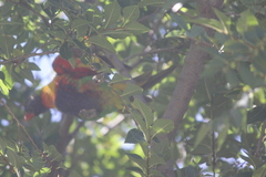 Trichoglossus moluccanus