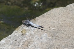 Orthetrum caledonicum