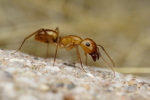 Festinatus-group Carpenter Ants photo 4