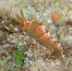 Austraeolis catina