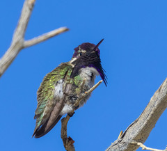 Calypte costae
