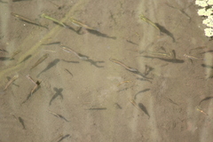 Gambusia holbrooki