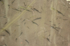 Gambusia holbrooki