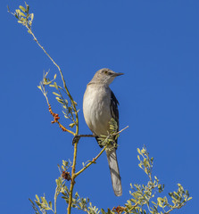 Mimus polyglottos
