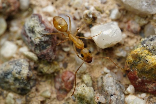 Festinatus-group Carpenter Ants photo 5