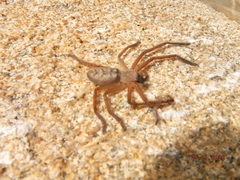 Delena lapidicola