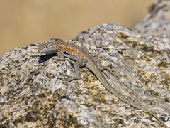 Uta stansburiana elegans