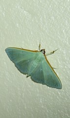 Stemorrhages amphitritalis