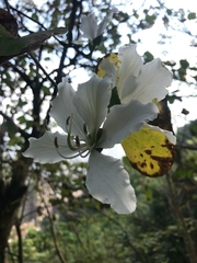 Bauhinia variegata candida