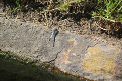 Orthetrum caledonicum