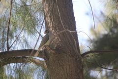 Manorina melanocephala
