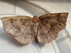 Metarranthis angularia