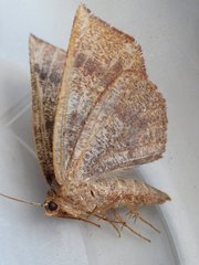 Metarranthis angularia