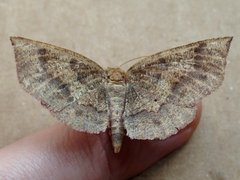 Metarranthis angularia