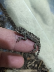 Sceloporus grammicus