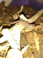 Sceloporus grammicus