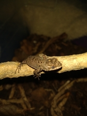 Sceloporus grammicus