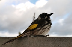 Phylidonyris novaehollandiae