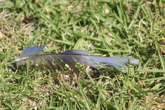 Platycercus eximius
