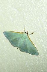 Stemorrhages amphitritalis