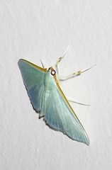 Stemorrhages amphitritalis