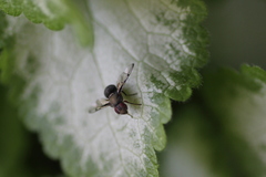 Pogonortalis doclea