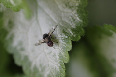 Pogonortalis doclea