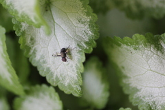 Pogonortalis doclea