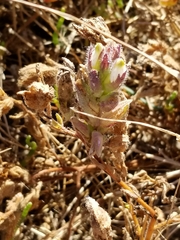 Chloropyron molle molle